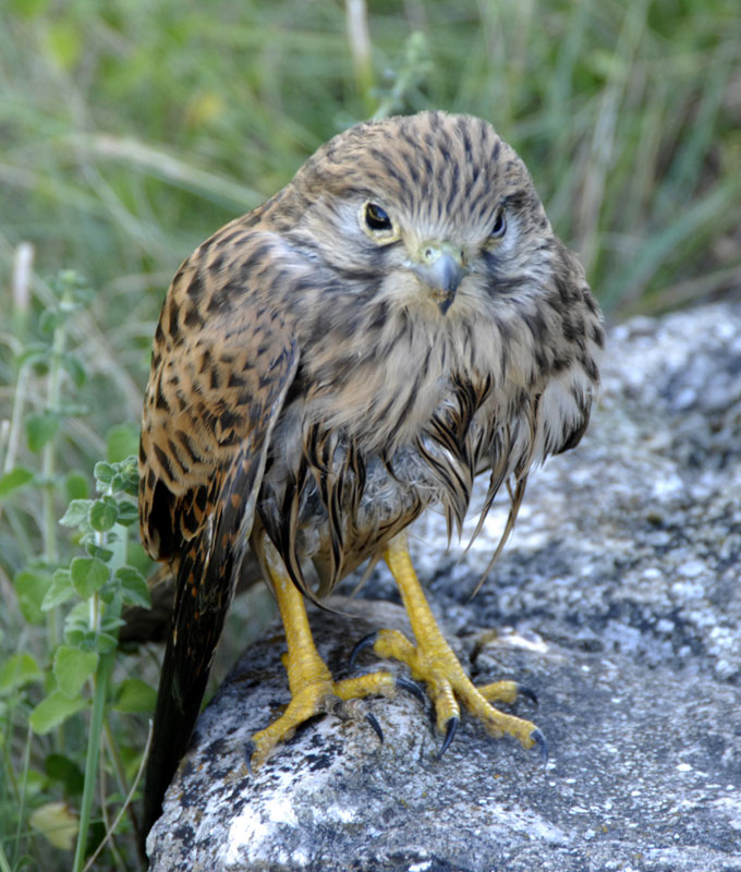 BirdDrying | psyCommons