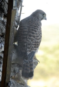 _DSC0159CCusmCROP600pxWEB